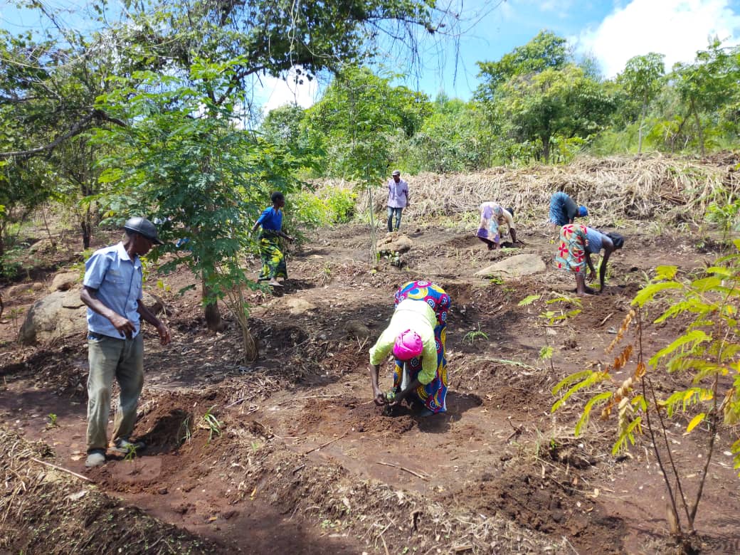 UCS SACCO TAKES GREEN INITIATIVE TO ZOMBA
